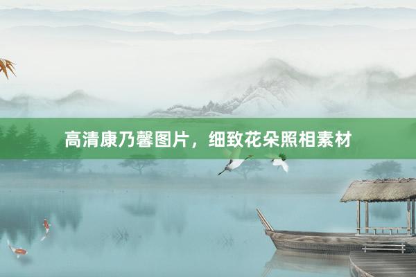 高清康乃馨图片，细致花朵照相素材